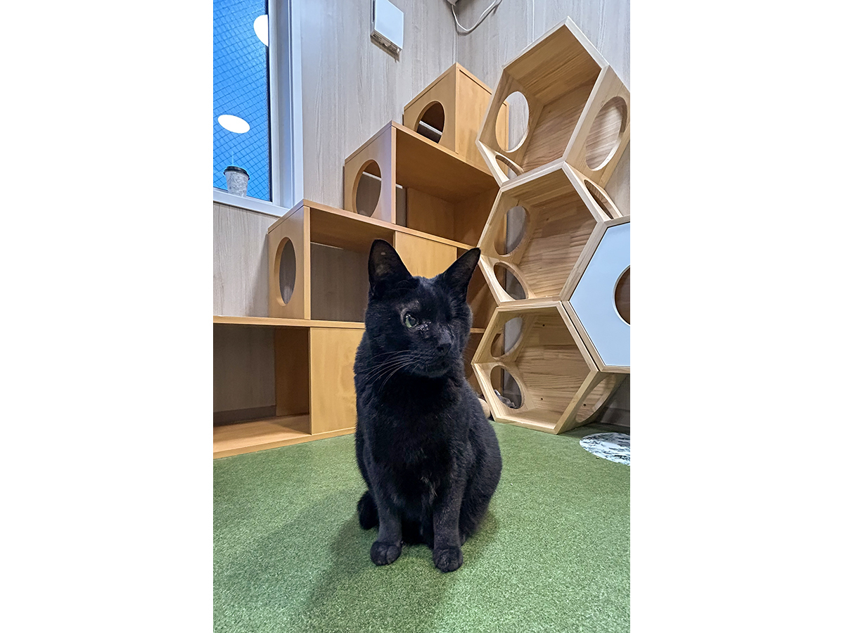 ちぐら堂でお待ちしています。黒猫より